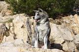 AKITA INU 237